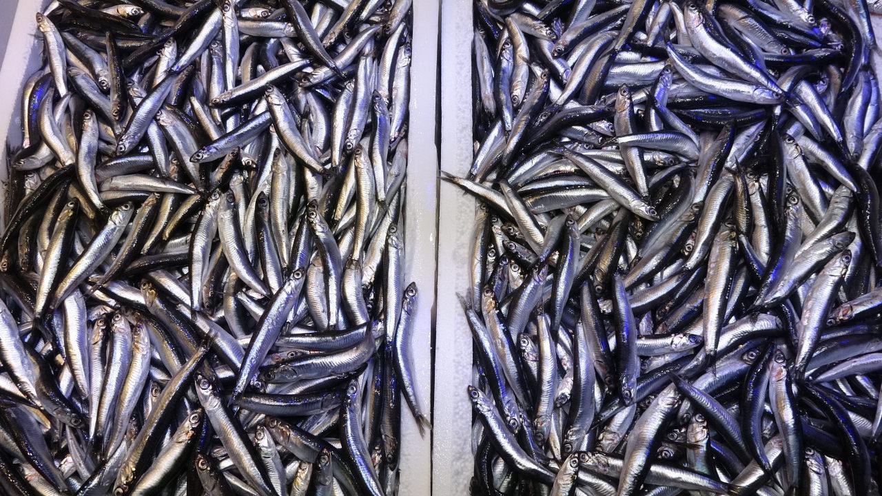 Balıkçı tezgahlarında aylar sonra sürpriz