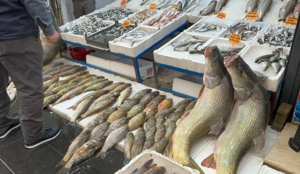 Balık değil dev sanki: Tanesi, tam altından pahalı! 