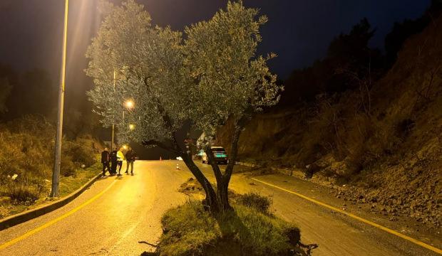 Bir gecede yolun ortasında belirdi! Aydın'da zeytin ağacı yolu ikiye b&ouml;ld&uuml;