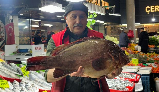 &Ccedil;eyrek altın getiren dev balığı alıyor! Nadir bulunan balık Sivas'ta satışa &ccedil;ıktı