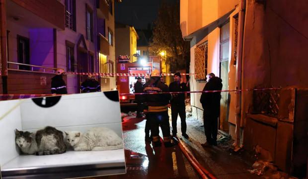 Evde yangın &ccedil;ıktı, 26 kedi &ouml;ld&uuml;