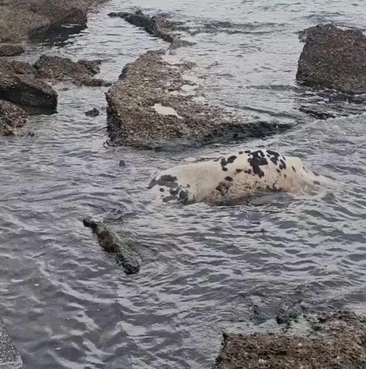 Vatandaşlar denizde ölü bir inek olduğunu fark etti.
