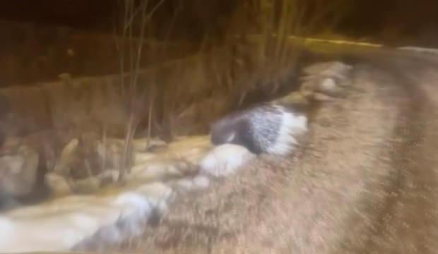 Gen&ccedil;ler hayrete d&uuml;şt&uuml;! Hint oklu kirpi Sivas'ta g&ouml;r&uuml;ld&uuml;