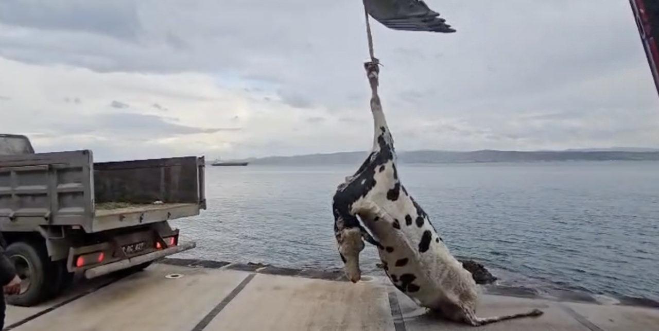 Ölü ineğin gömüleceği öğrenildi.