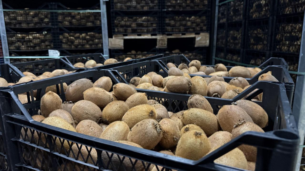 Grip salgını talebi patlattı