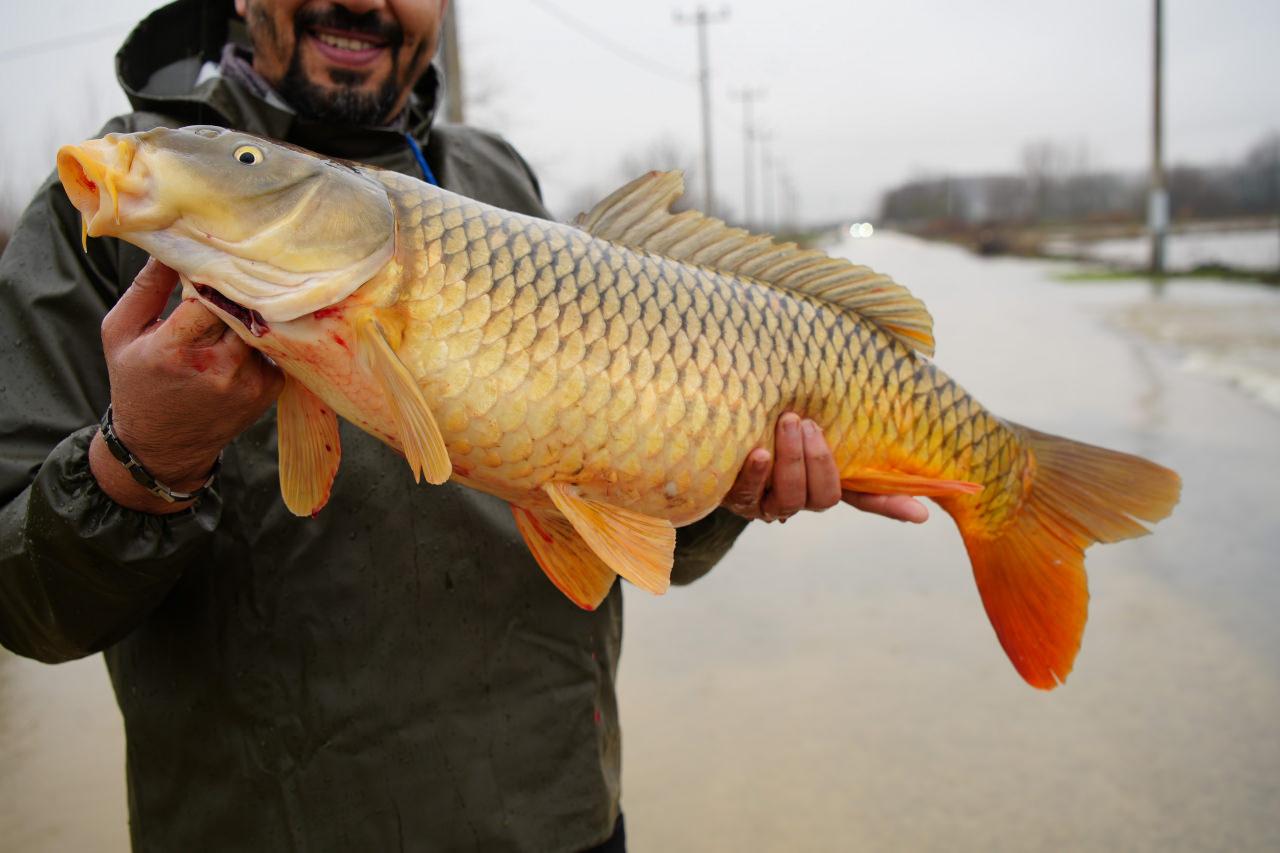 Havyaarlı olduğu fark edilen balık nehre bırakılacak.