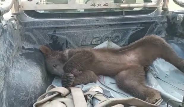 Ayı bayıltan bal olarak &uuml;nlenmişti: Deli bal fiyatıyla dudak u&ccedil;uklatıyor