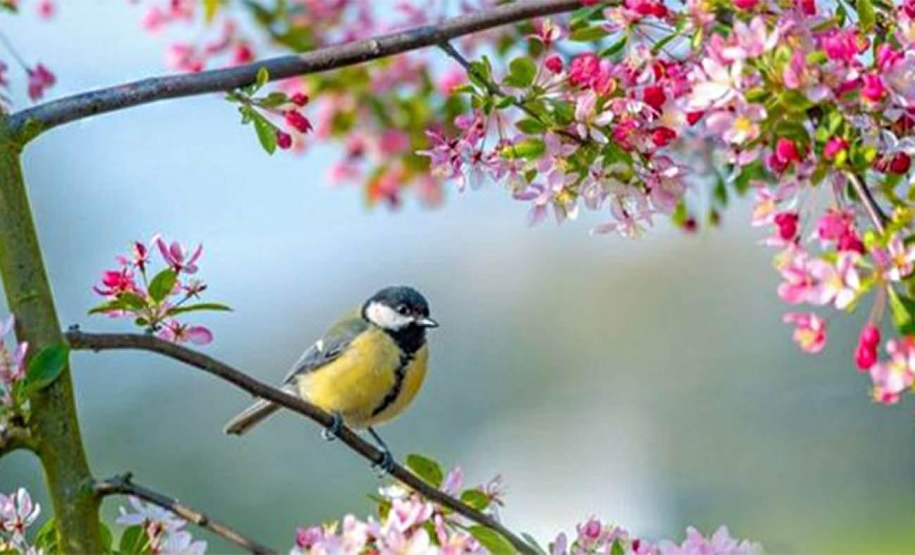 Baharın habercisi! İlk cemre ne zaman d&uuml;şecek?