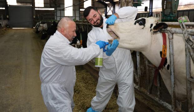 Şap hastalığına karşı T&uuml;rk akademisyenlerden bitkisel &ccedil;&ouml;z&uuml;m