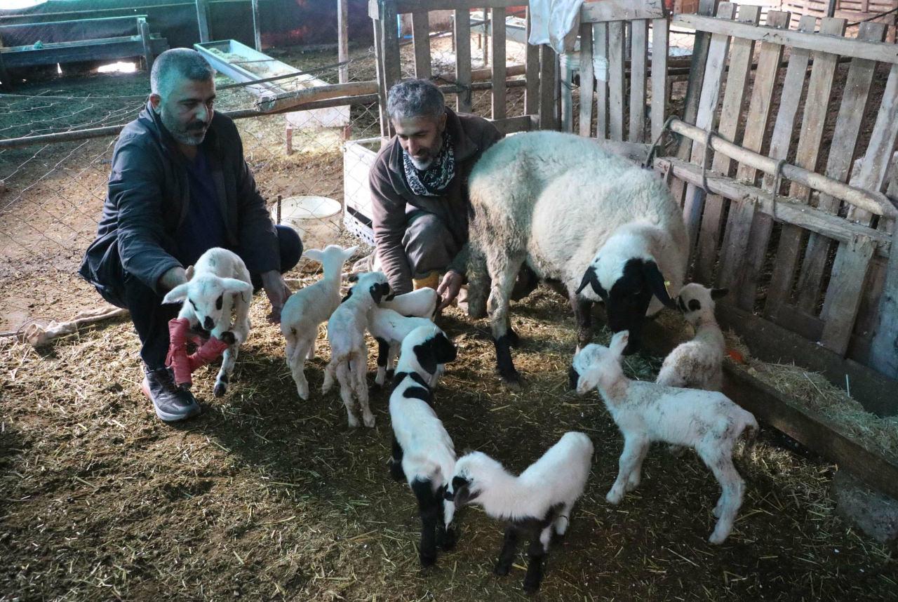  Cemil ve Atilla Doğan doğan 9 kuzu ile ilgileniyor. 