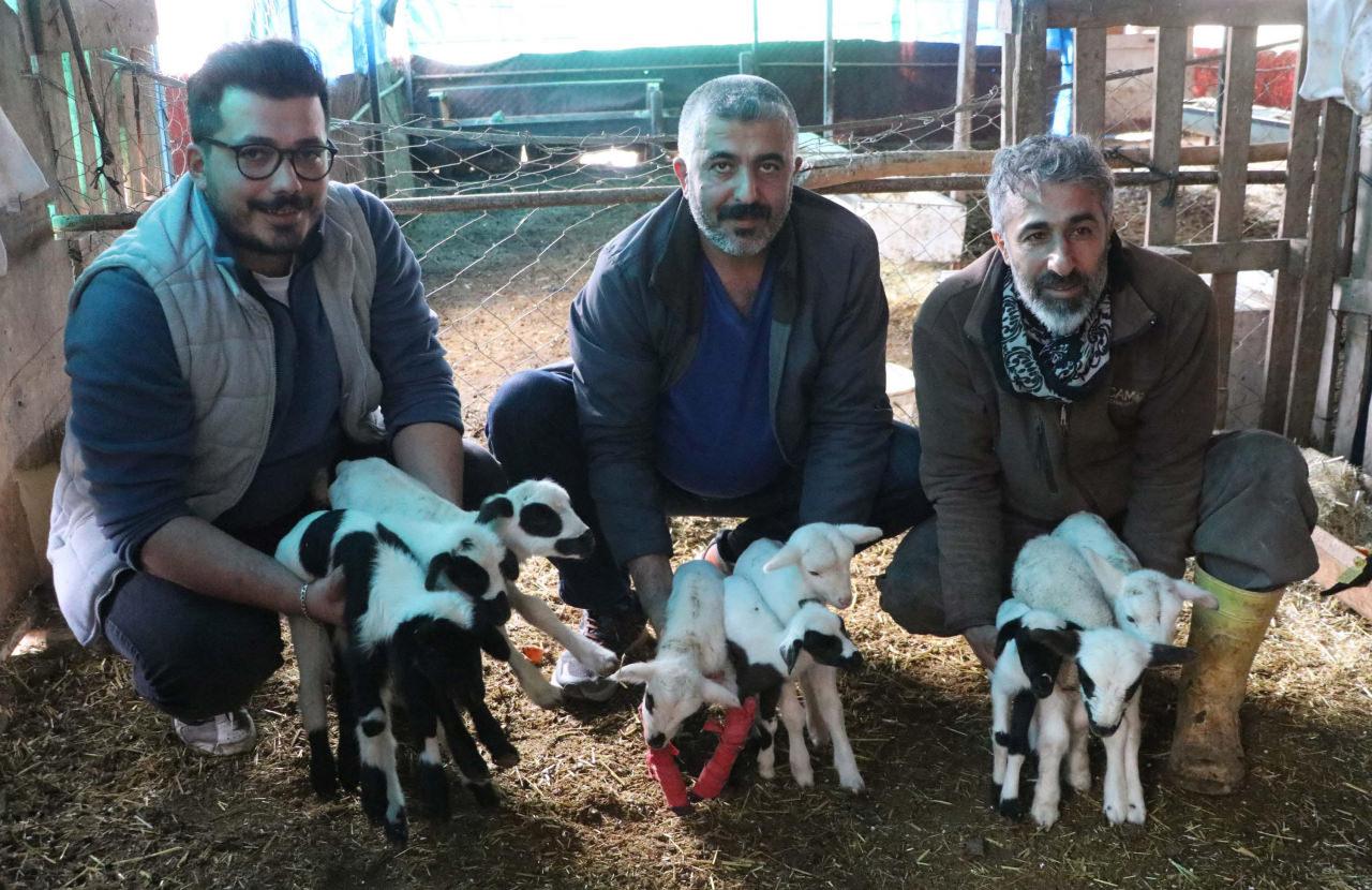 Denizli'de koyun tek batında 9 yavru dünyaya getirdi. 