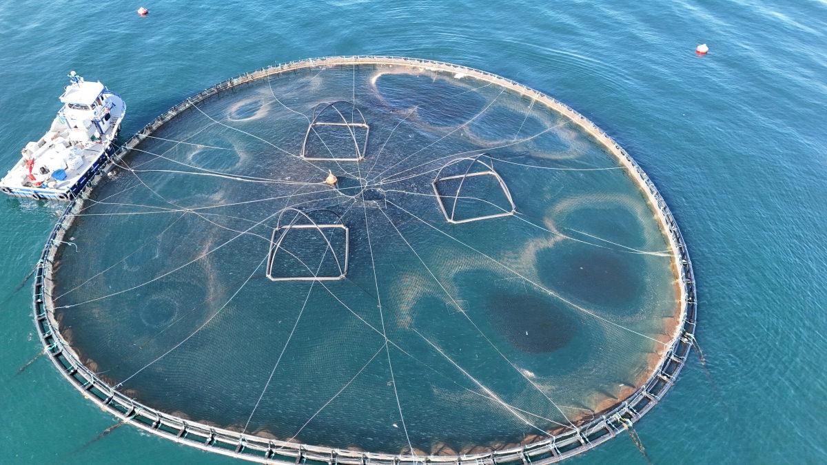 Türk somonu dünyaya açılıyor