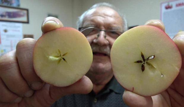 Bu elma yok satıyor! Onun adı 'misket'