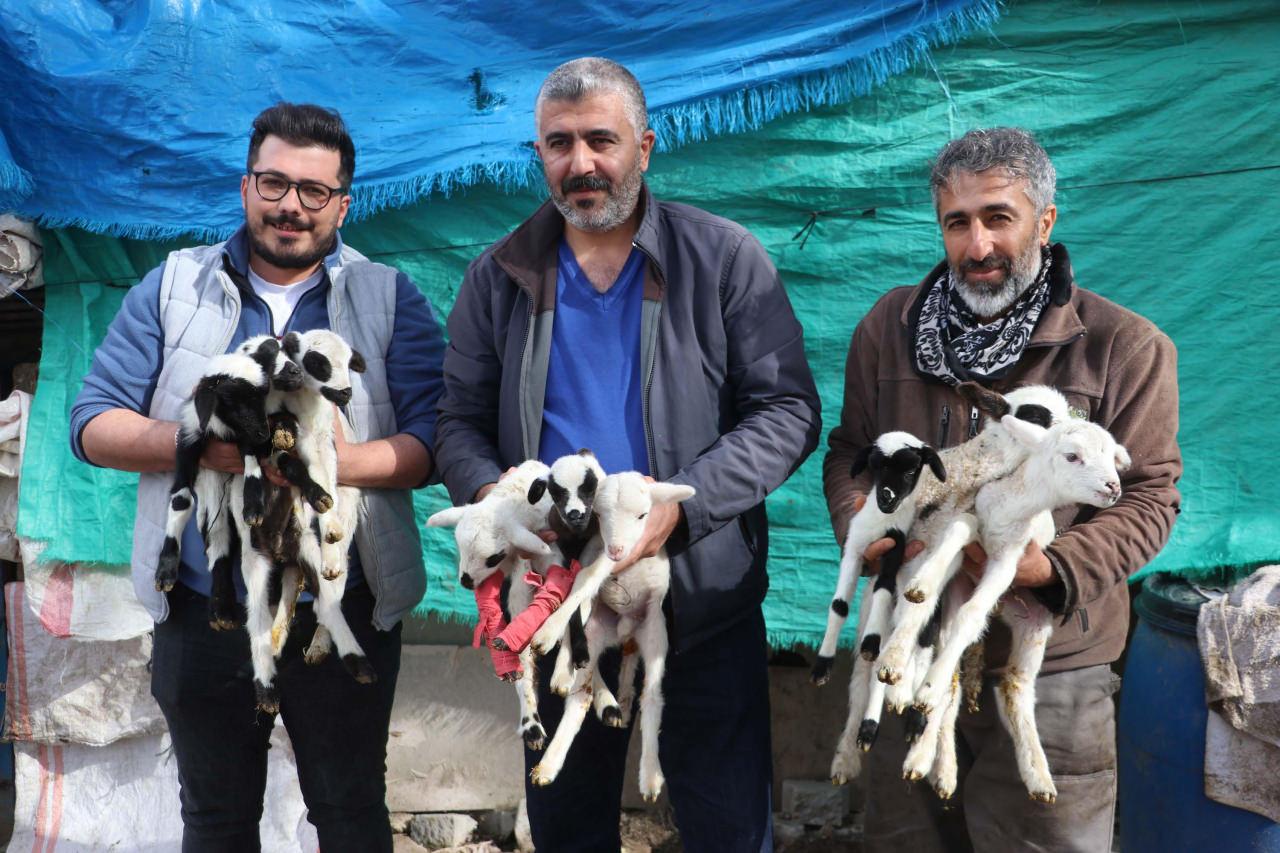 Denizli'de koyun tek batında 9 yavru doğurdu