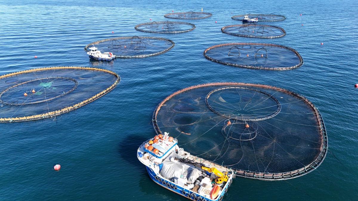 Türk somonu dünyaya açılıyor