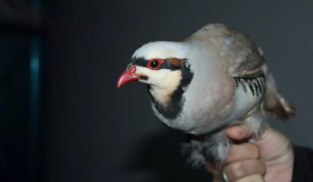 Şırnak'ta yasa dışı yollarla yurda sokulan 38 keklik doğaya salındı