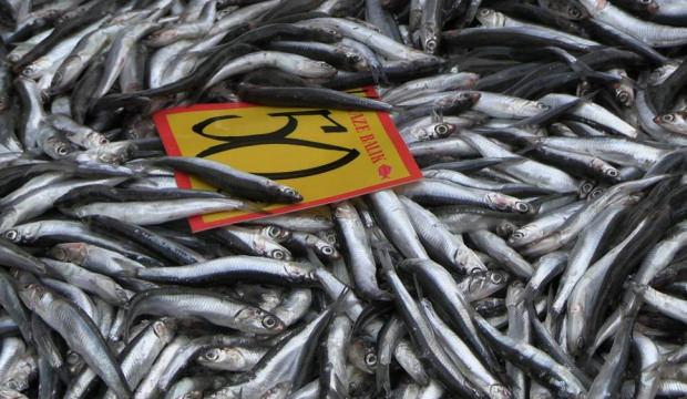 Tezgahlar şenlendi! Edirne'de hamsinin kilosu 50 liraya d&uuml;şt&uuml;