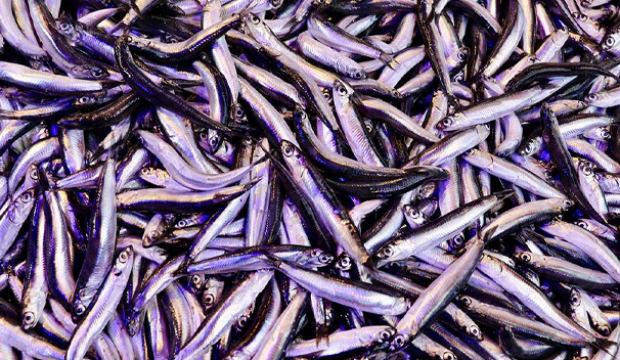 Trabzon'da ramazanda balığa olan ilgi devam ediyor