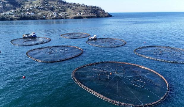 T&uuml;rk somonu d&uuml;nyaya a&ccedil;ılıyor: Rusya, Japonya, G&uuml;ney Kore ve İspanya'ya gidiyor