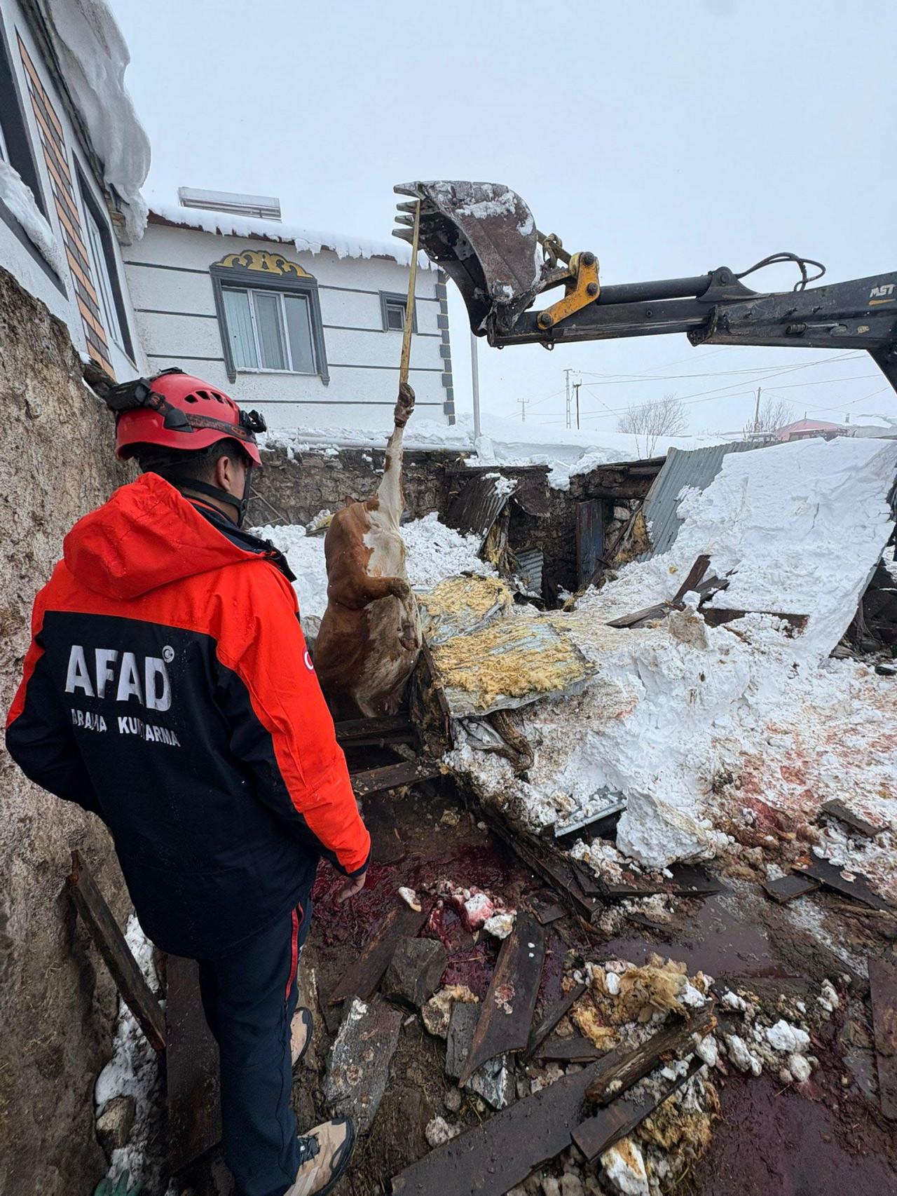 Telef olan hayvanlar iş makinesiyle kaldırılıyor.