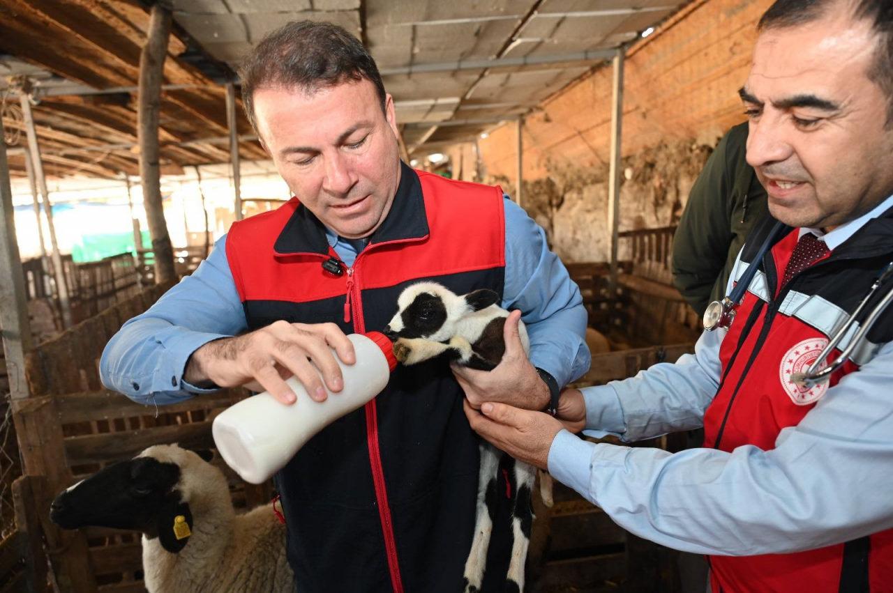Dünyaya gelen kuzuları süt ile besliyorlar. 