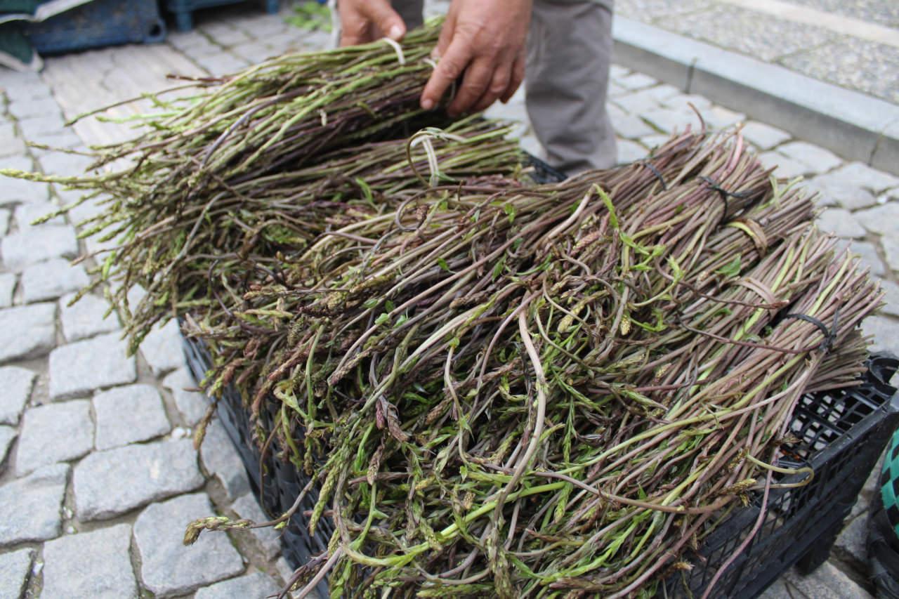 Sarmaşık ve kedirgenler otları. 