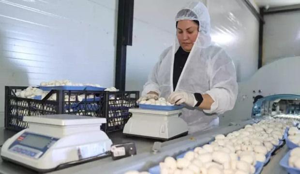 Devlet desteğiyle başladığı işte 60 ton &uuml;retim yapıyor: Bulunmaz bir nimet