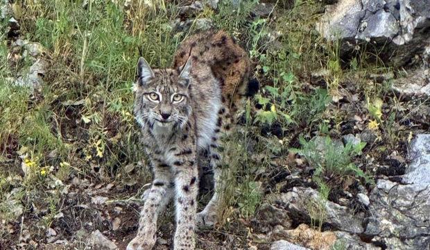 Erzincan'da g&ouml;r&uuml;nt&uuml;lendi: Avlamanın cezası 870 bin TL 