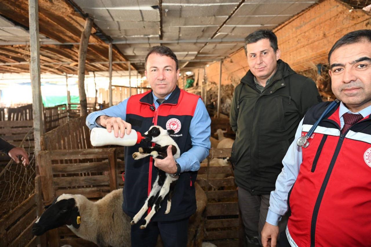 Tarım teşkilatı koyunu 9 doğuran besiciyi ziyaret etti.
