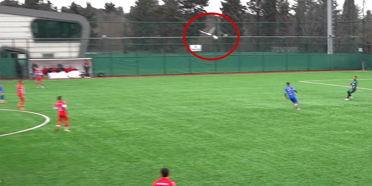 Topun martıya vurduğu anlar