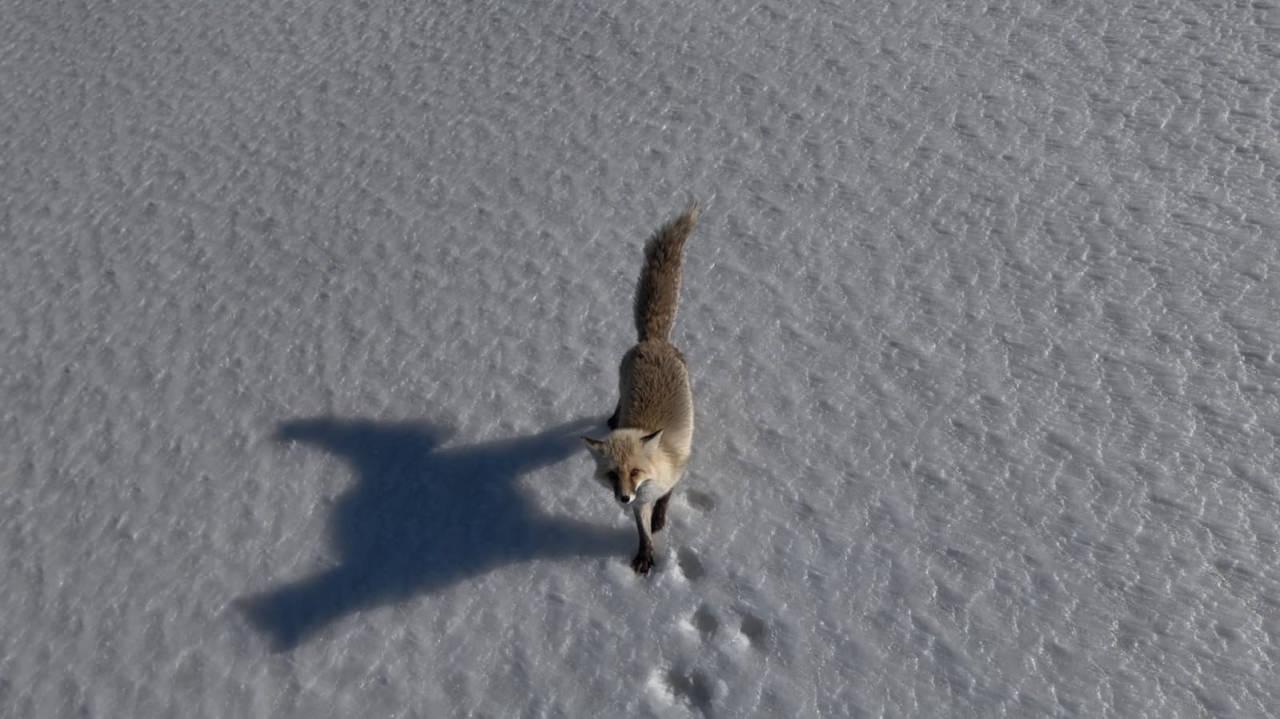 Drona yansıyan tilki.