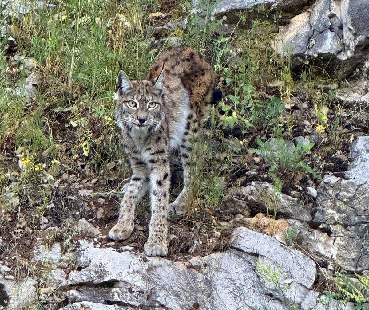 'Ormanın hayaleti' vaşak Kemaliye’de görüntülendi.