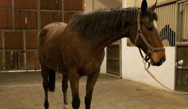 TMSF safkan İngiliz kısrağı ile tayını satışa &ccedil;ıkarıyor