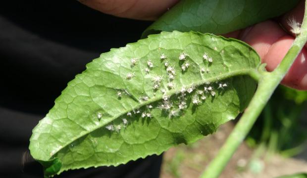 &Uuml;&ccedil;l&uuml; istilacı t&uuml;r, &ccedil;ift&ccedil;inin k&acirc;busu oldu! Doğu Karadeniz&rsquo;de yayılıyor 
