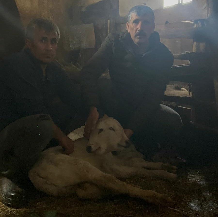 Çift başlı buzağı dünyaya geldi.