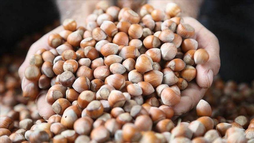 Karadeniz fındığı dünyayı sarıyor: 87 ülkeye 389 milyon dolarlık dev ihracat