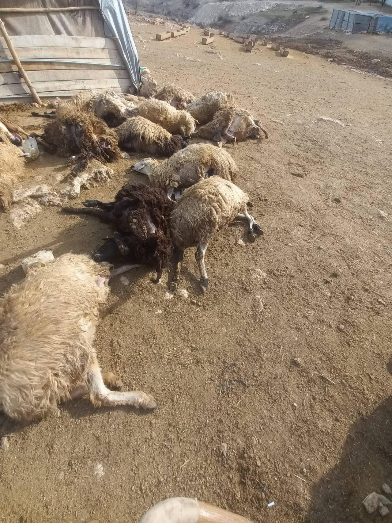 Kurt saldırısı nedeniyle izdiham yaşandı. 