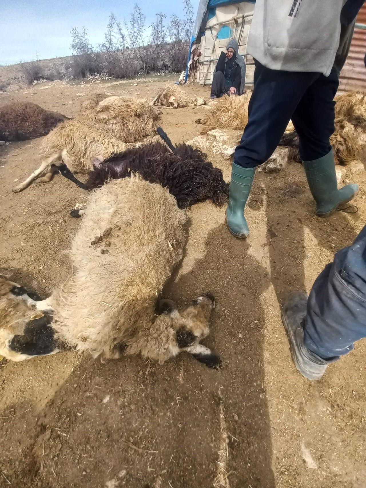 Tunceli'de 64 koyun telef oldu 11'i yaralandı. 