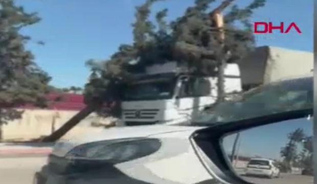 Adana'da r&uuml;zgar nedeniyle ağa&ccedil;lar devrildi