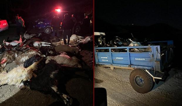 Hatay'da besiciyi &ccedil;aresiz bırakan olay: Su i&ccedil;en 43 k&uuml;&ccedil;&uuml;kbaş telef oldu