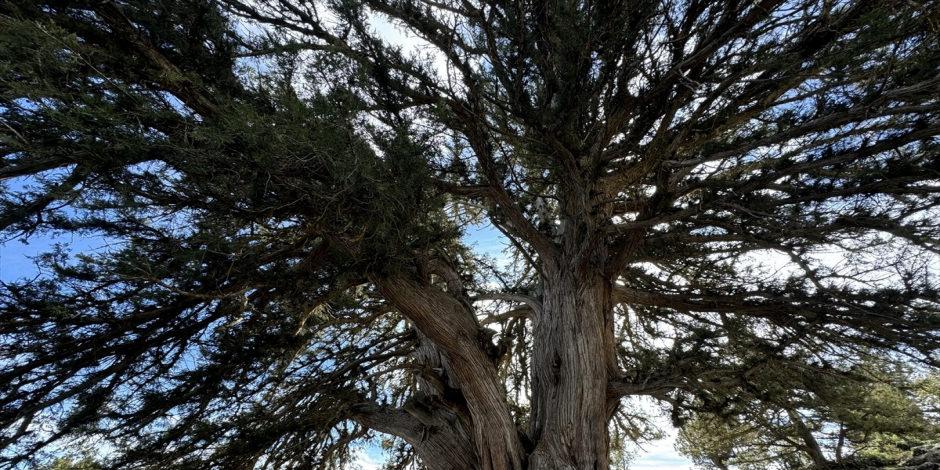 Tam 1931 yaşında! Karaman&rsquo;daki anıt ağa&ccedil; yıllara meydan okuyor