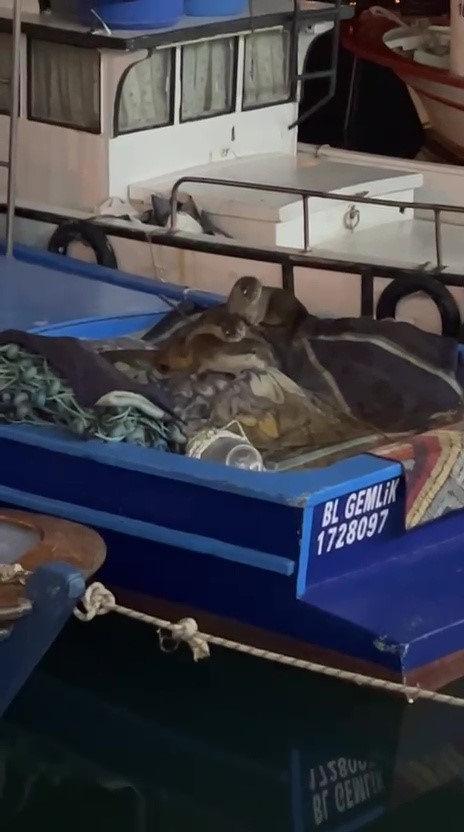 Tekneye sığınan su mamurları.