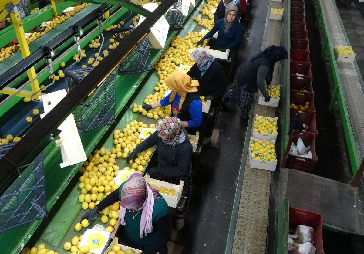 Yüzde 70'ini kadınlar üretiyor: Türkiye'nin limon deposunda son hasat Fiyatı beşe katlandı