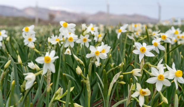 Baharın habercisi! &Ccedil;i&ccedil;ek a&ccedil;tılar