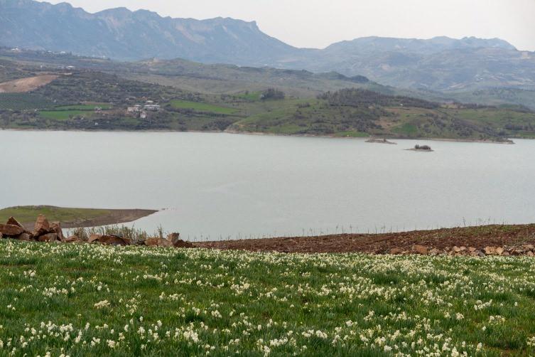 Baharın habercisi nergisler çiçek açtı.