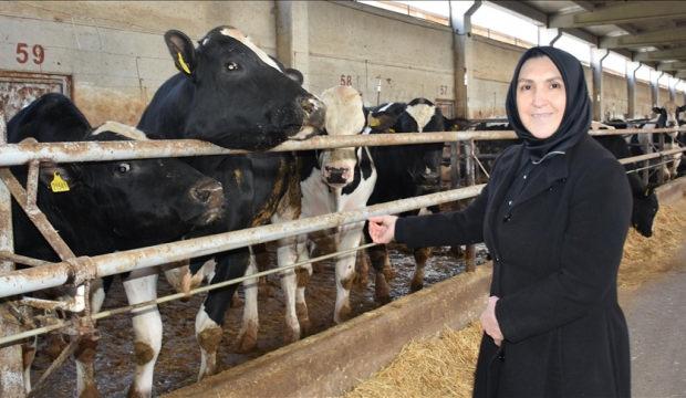 Ev hanımıyken devlet desteğiyle 900 hayvanın bulunduğu &ccedil;iftliğin sahibi oldu