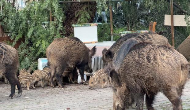 İzmir'de domuz alarmı: G&uuml;nd&uuml;z vakti sokaklarda yiyecek aradılar