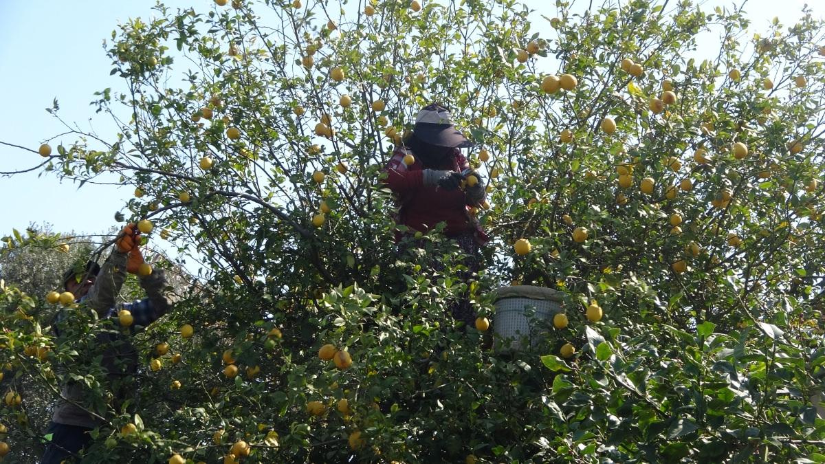 Yüzde 70'ini kadınlar üretiyor: Türkiye'nin limon deposunda son hasat Fiyatı beşe katlandı