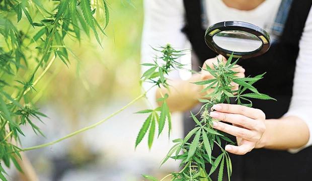 Kenevir &uuml;retiminde yeni d&ouml;nem: Kota ve denetim esaslı model devreye girdi