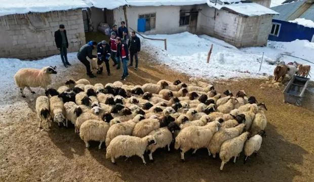 Van'da k&uuml;&ccedil;&uuml;kbaş hayvancılık devlet desteğiyle artıyor